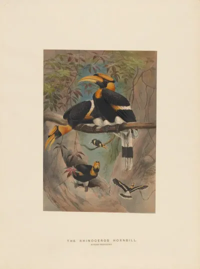 The Rhinoceros Hornbill 2