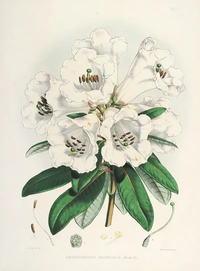 The Rhododendrons Of Sikkim Himalaya Pl 02