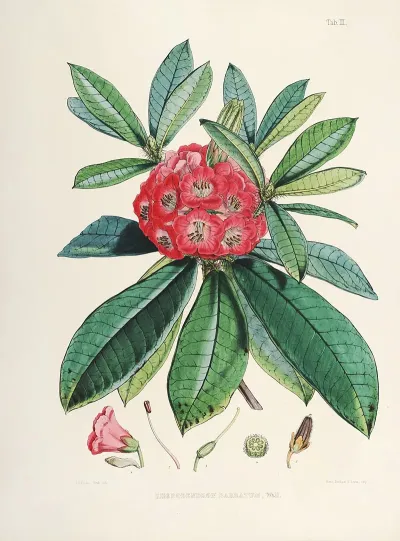 The Rhododendrons Of Sikkim Himalaya Pl 03
