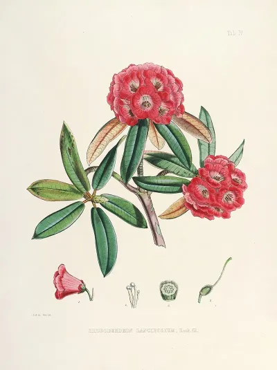 The Rhododendrons Of Sikkim Himalaya Pl 04