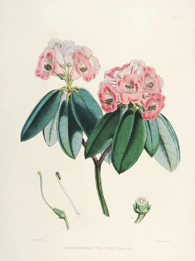 The Rhododendrons Of Sikkim Himalaya Pl 05