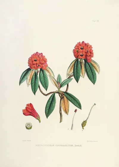The Rhododendrons Of Sikkim Himalaya Pl 08