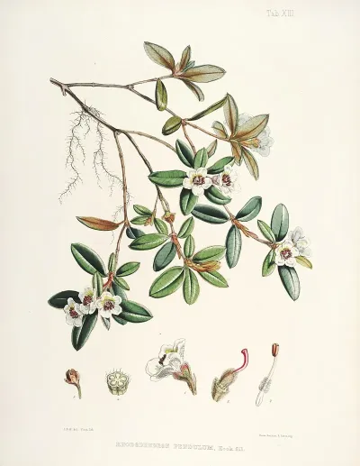 The Rhododendrons Of Sikkim Himalaya Pl 13