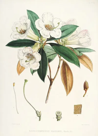 The Rhododendrons Of Sikkim Himalaya Pl 18