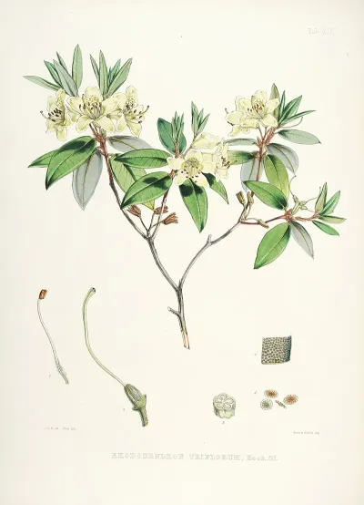 The Rhododendrons Of Sikkim Himalaya Pl 19