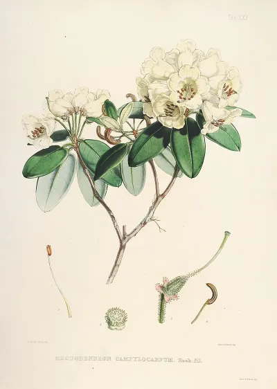 The Rhododendrons Of Sikkim Himalaya Pl 30