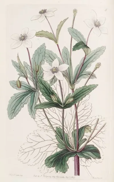 The Rill Anemone