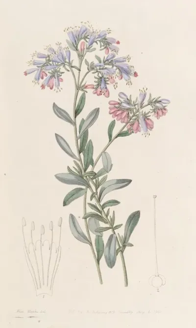 The Rock Bugloss