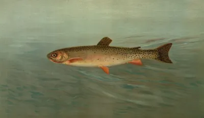 The Rocky Mountain Trout Salmo Mykiss
