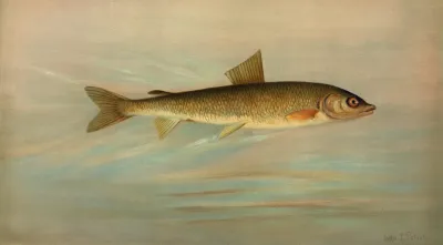The Rocky Mountain Whitefish Coregonus Williamsoni