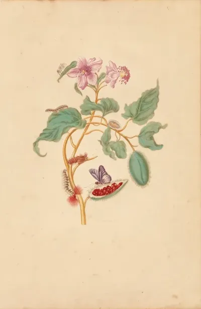 The Rocu Tree With Caterpillars Moths And Butterflies