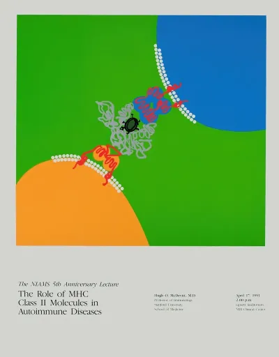 The Role Of Mhc Class Ii Molecules In Autoimmune Diseases