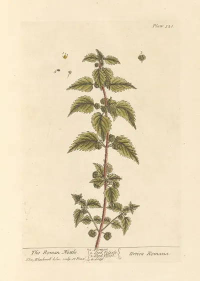 The Roman Nettle