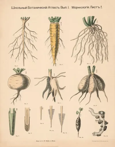 The Root