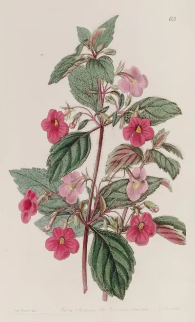 The Rose Coloured Achimenes