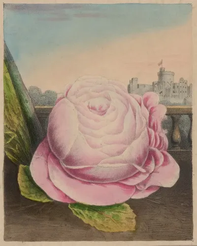 The Royal Rose Of England