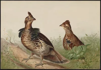The Ruffed Grouse Bonasas Umbellus