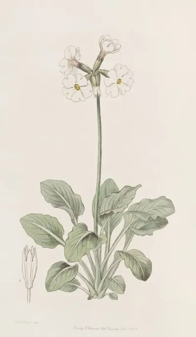 The Ruffed Primrose