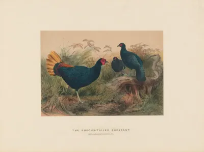 The Rufous Tailed Pheasant 2