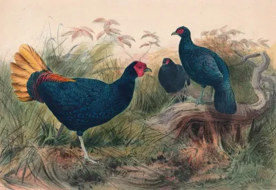 The Rufous Tailed Pheasant