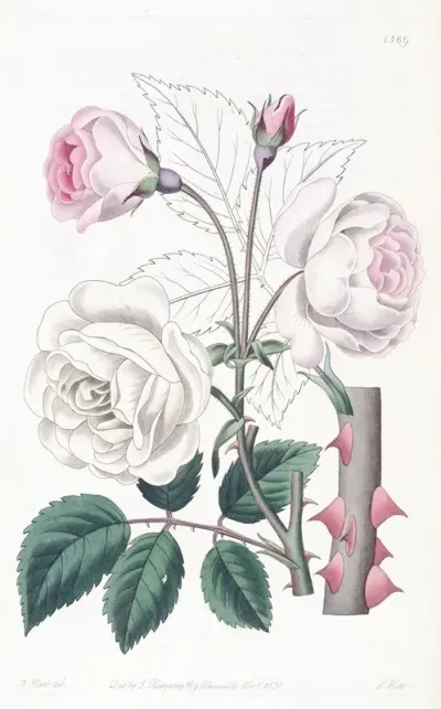 The Ruga Rose