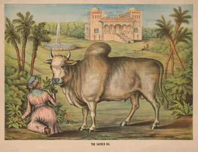 The Sacred Ox 2