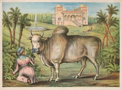 The Sacred Ox