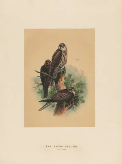 The Saker Falcon 2