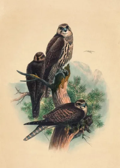 The Saker Falcon