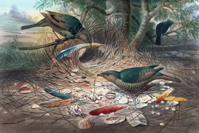 The Satin Bower Bird