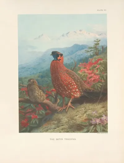 The Satyr Tragopan Tragopan Satyra