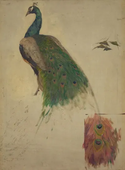 The Sciences Study For Peacock In Tympanum