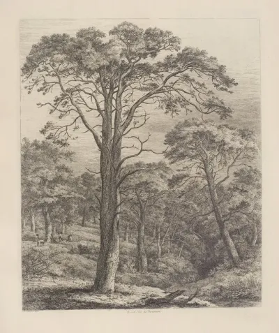 The Scotch Fir At Dunmore