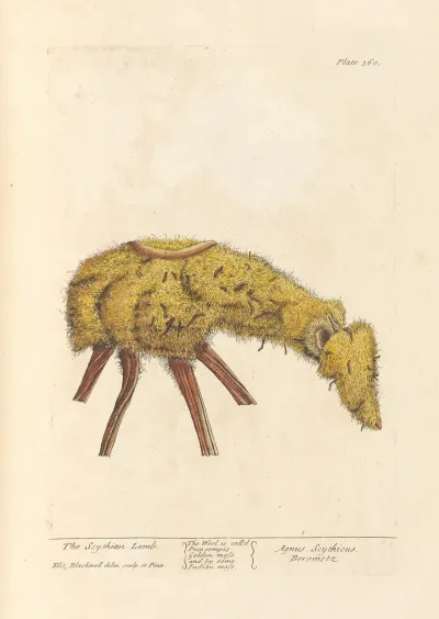 The Scythian Lamb