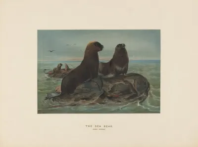 The Sea Bear 2