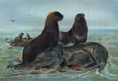 The Sea Bear