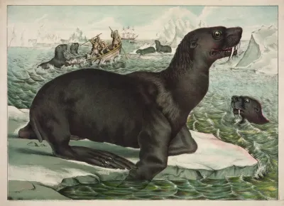 The Sea Lion