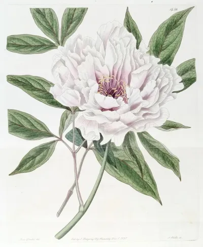 The Semi Double Tree Paeony