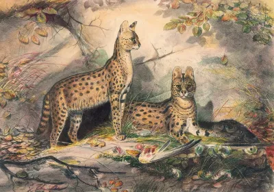 The Serval
