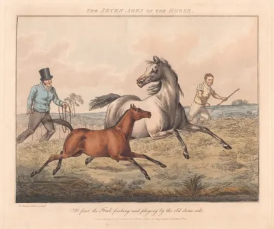 The Seven Ages Of The Horse 5