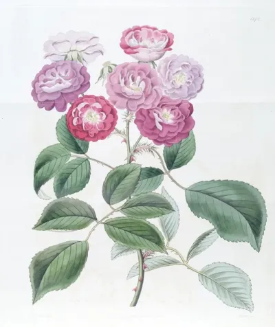 The Seven Sisters Rose