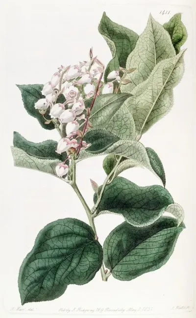 The Shallon Gautheria