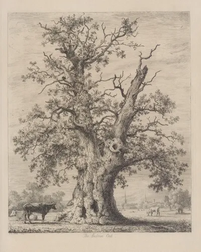 The Shelton Oak