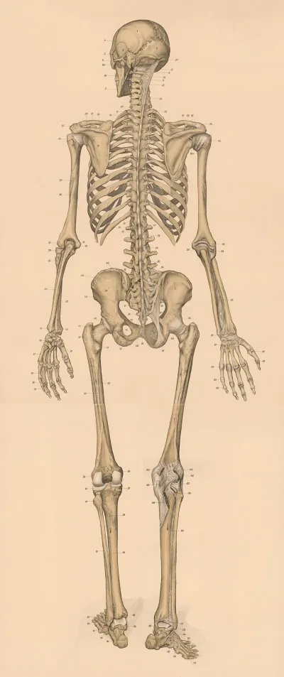 The Skeleton From Behind