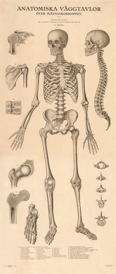 The Skeleton