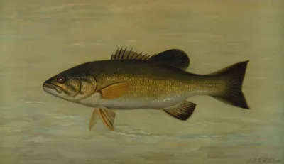 The Small Mouthed Black Bass Micropterus Dolomieu