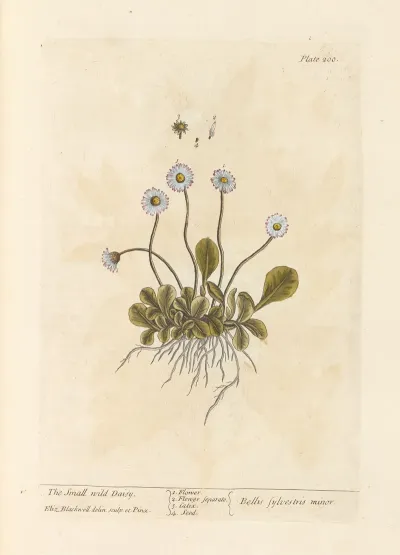 The Small Wild Daisy