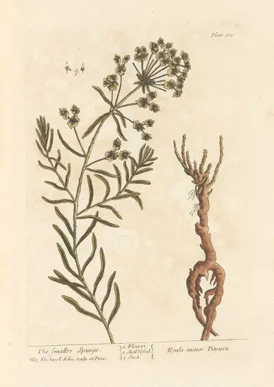The Smaller Spurge