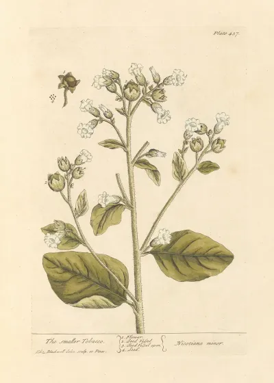 The Smaller Tobacco