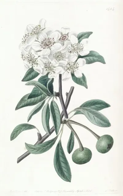 The Snow Pear